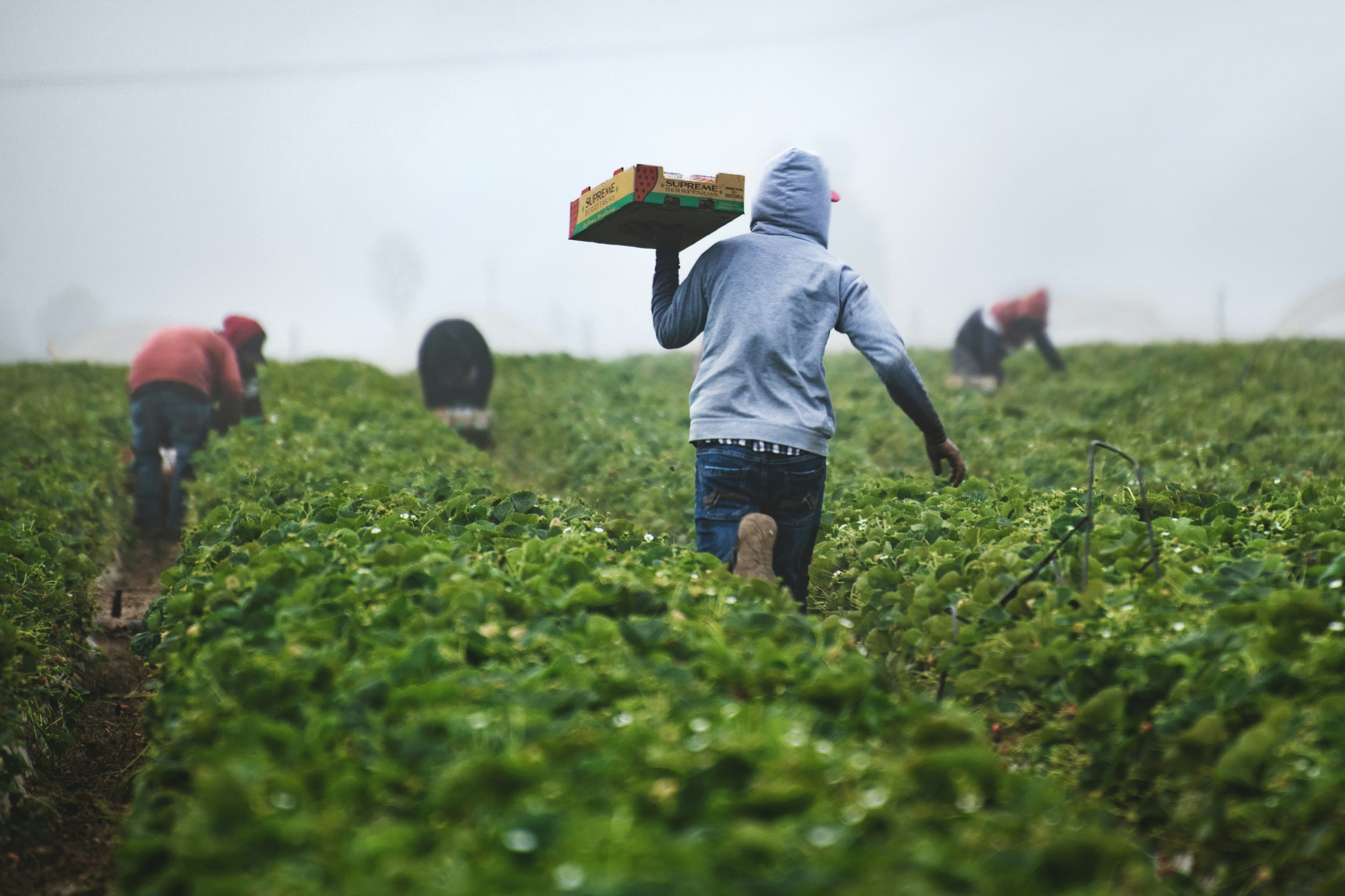 AI: A Key to Africa’s Sustainable Agricultural Future - featured image